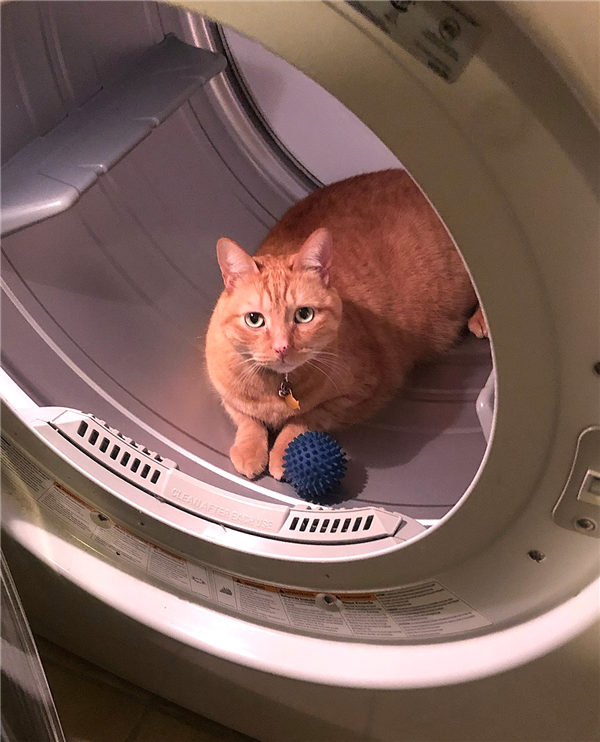 /Images/uploads/Friends of Seal Beach Animal Care Center/2025sbacc/entries/31930thumb.jpg